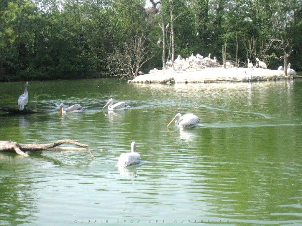 101PARC AUX OISEAUX DANS L AIN 2016 1_000020.jpg